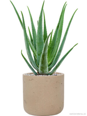 Aloe vera barbadensis in Rough