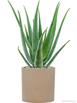 Aloe vera barbadensis in Rough