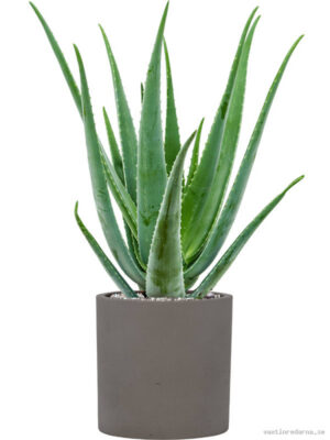 Aloe vera barbadensis in Rough - Vaxtinredarna.se