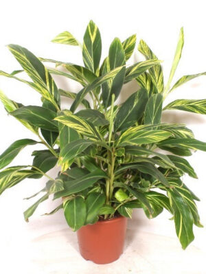 Alpinia zerumbet 'Variegata'