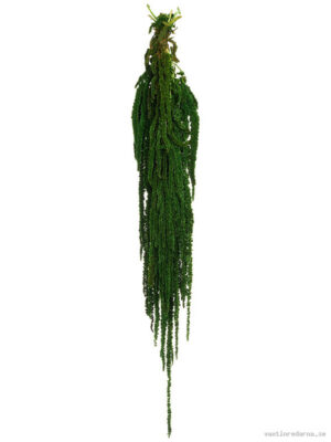 Amaranthus