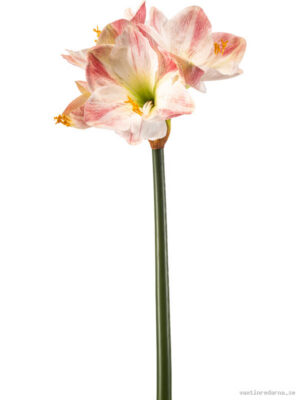 Amaryllis