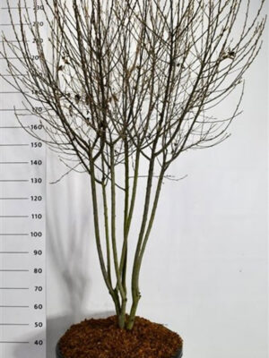 Amelanchier canadensis 'Rainbow Pillar'
