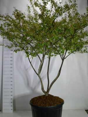 Amelanchier lamarckii