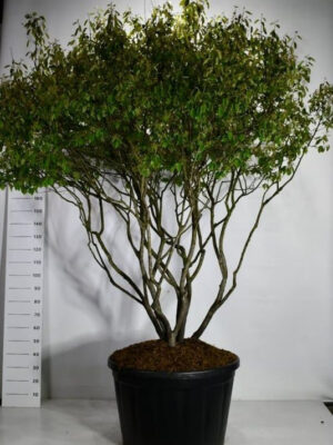 Amelanchier lamarckii