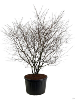 Amelanchier lamarckii