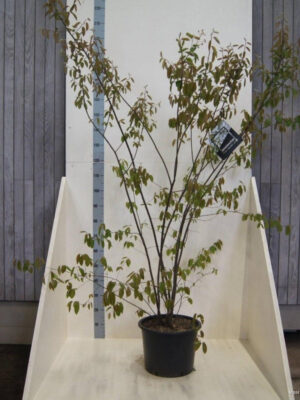 Amelanchier lamarckii - Vaxtinredarna.se