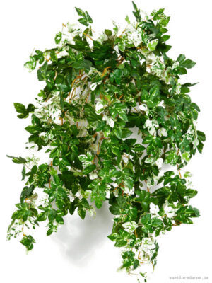 Ampelopsis