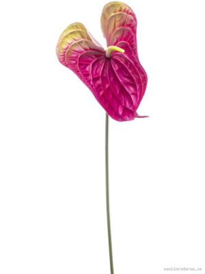Anthurium - Vaxtinredarna.se