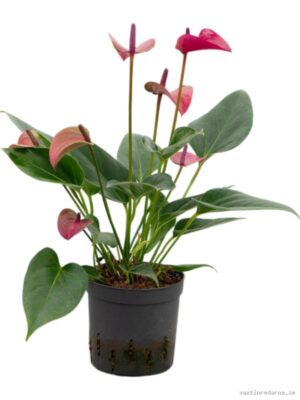 Anthurium andraeanum 'Cirano'