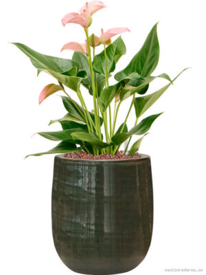Anthurium andraeanum 'Joli' in Plain Striped