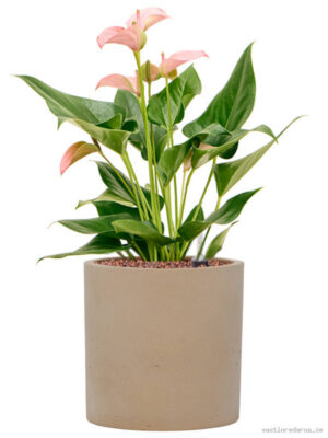 Anthurium andraeanum 'Joli' in Rough