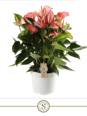Anthurium 'Livium'