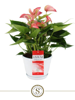 Anthurium 'Livium' - Vaxtinredarna.se