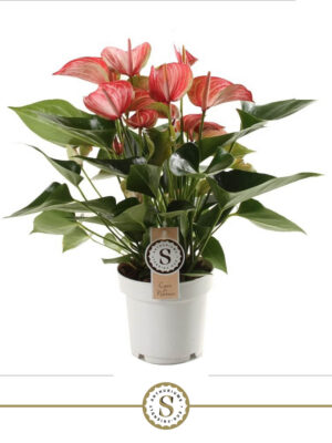 Anthurium 'Livium Red' - Vaxtinredarna.se
