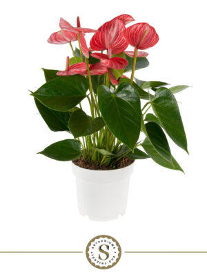 Anthurium 'Livium Ruby' - Vaxtinredarna.se
