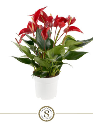Anthurium 'Mille Fleurs Roja'