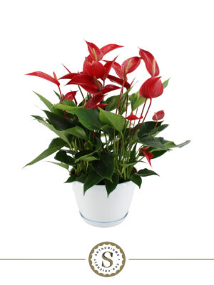 Anthurium 'Mille Fleurs Roja'