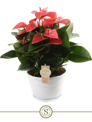 Anthurium 'Pink Champion'