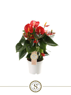 Anthurium 'Red Champion'