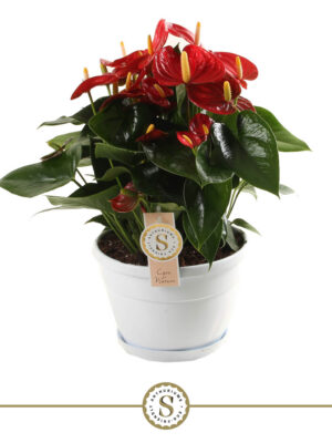 Anthurium 'Red Champion'