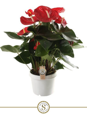 Anthurium 'Red Champion'