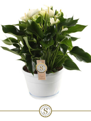 Anthurium 'White Champion' - Vaxtinredarna.se