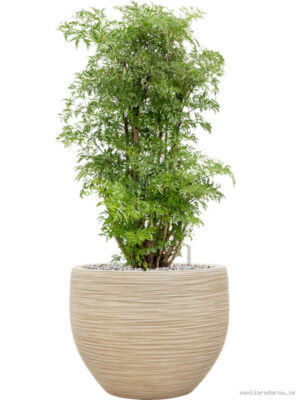 Aralia (Polyscias) 'Ming' in Baq Dune - Vaxtinredarna.se