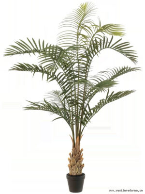 Areca - Vaextinredarna.se