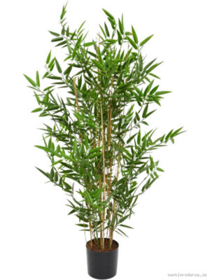 Bamboo - Vaxtinredarna.se
