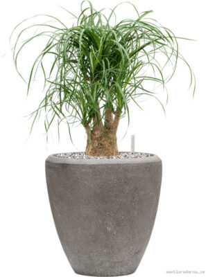 Beaucarnea recurvata in Baq Polystone Plain