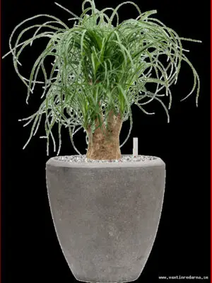 Beaucarnea recurvata in Baq Polystone Plain - Vaextinredarna.se