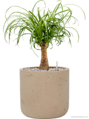 Beaucarnea recurvata in Rough