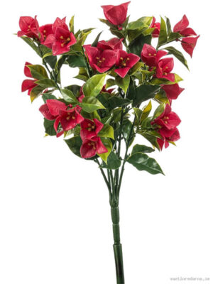 Bougainvillea - Vaxtinredarna.se
