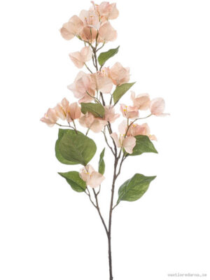 Bougainvillea - Vaxtinredarna.se