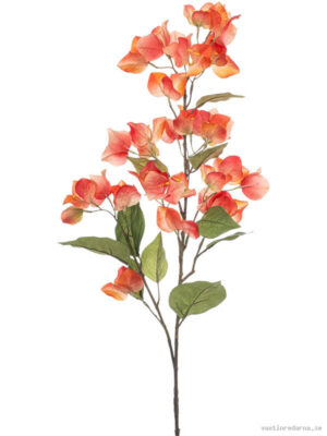 Bougainvillea - Vaxtinredarna.se