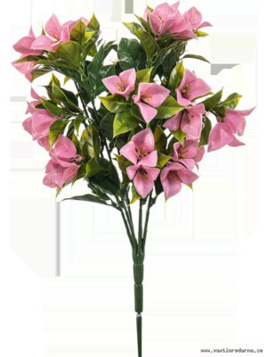 Bougainvillea - Vaextinredarna.se