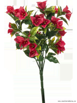 Bougainvillea - Vaextinredarna.se