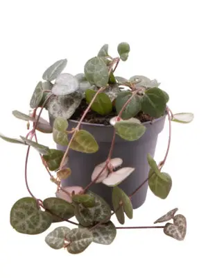 Ceropegia woodii subsp. woodii