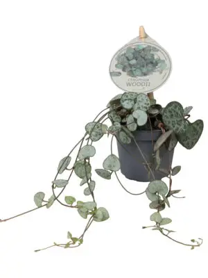 Ceropegia woodii subsp. woodii