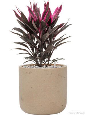 Cordyline fruticosa 'Tango' in Rough
