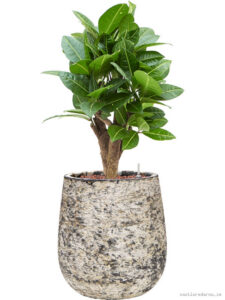 Croton
