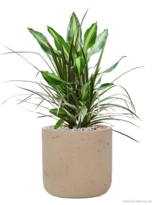 Dracaena combo in Rough