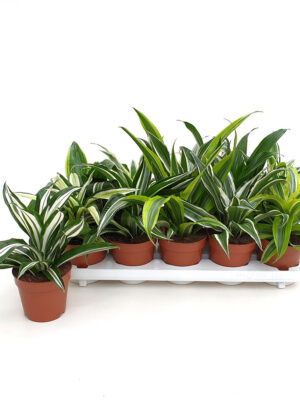 Dracaena Dragonmix - Vaxtinredarna.se