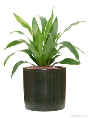 Dracaena fragrans 'Arturo' in Plain Striped