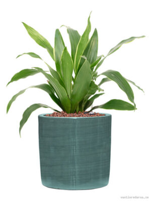 Dracaena fragrans 'Arturo' in Plain Striped