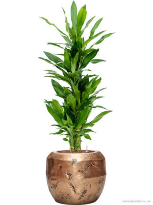 Dracaena fragrans 'Burundii' in Baq Opus Raw