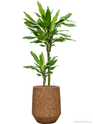 Dracaena fragrans 'Burundii' in Mineral