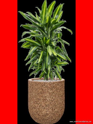 Dracaena fragrans 'Cintho' in Baq Naturescast - Vaextinredarna.se