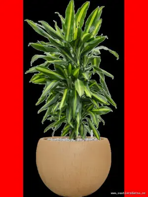 Dracaena fragrans 'Cintho' in Baq Raindrop - Vaextinredarna.se